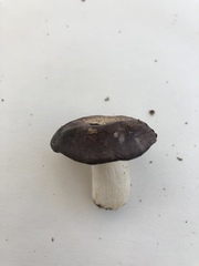 Russula murrillii