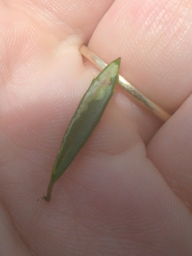 Phytomyza leslieae