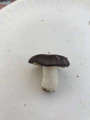 Russula murrillii