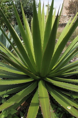 Agave convallis