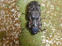 Phanodesta nigrosparsa