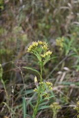 Solidago riddellii