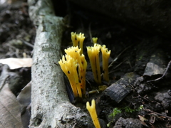 Clavulinopsis corniculata