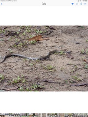 Helicops leopardinus