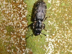 Phanodesta nigrosparsa