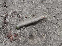 Phyllodesma tremulifolia