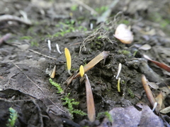 Clavaria flavipes