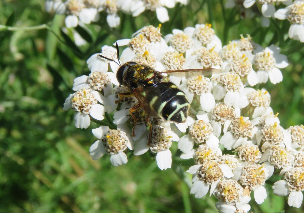 Stratiomys badia