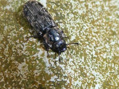 Phanodesta nigrosparsa