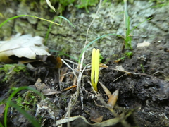 Clavaria flavipes