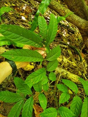 Swietenia macrophylla