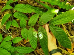 Swietenia macrophylla