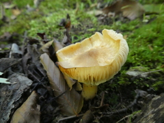 Cuphophyllus colemannianus