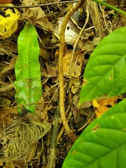 Swietenia macrophylla