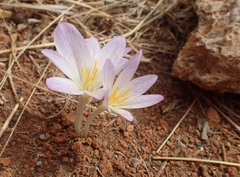 Colchicum sfikasianum