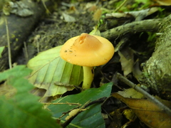 Cuphophyllus colemannianus