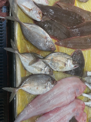 Carangoides equula observed 2025-07-10