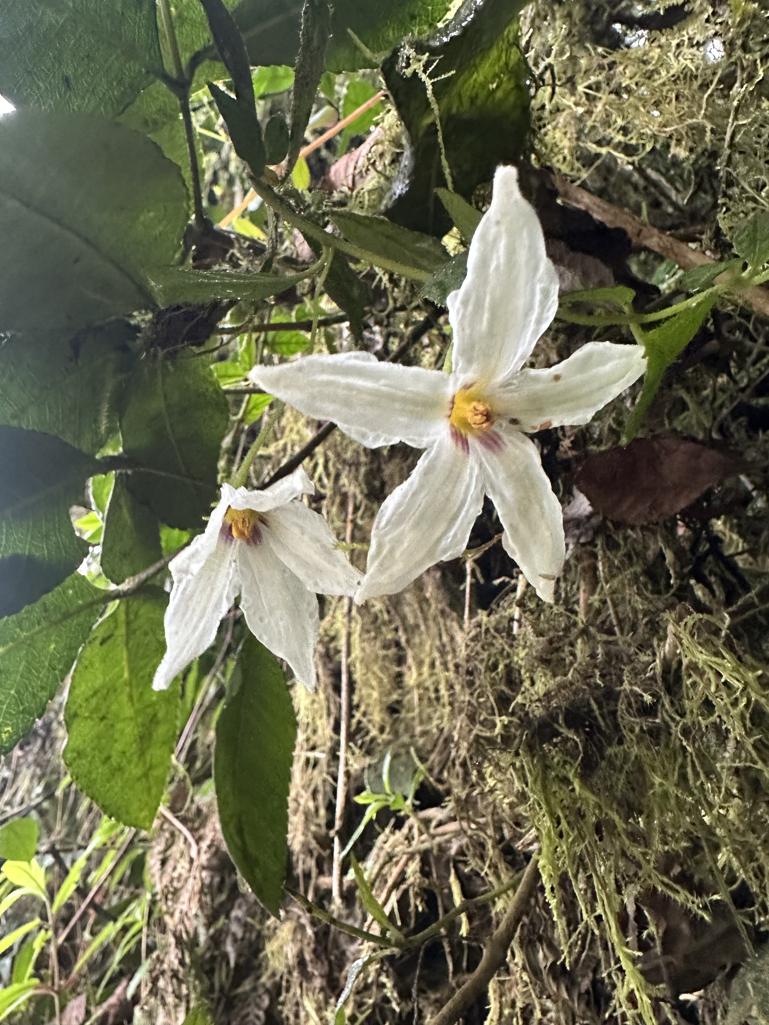 Lycianthes acutifolia
