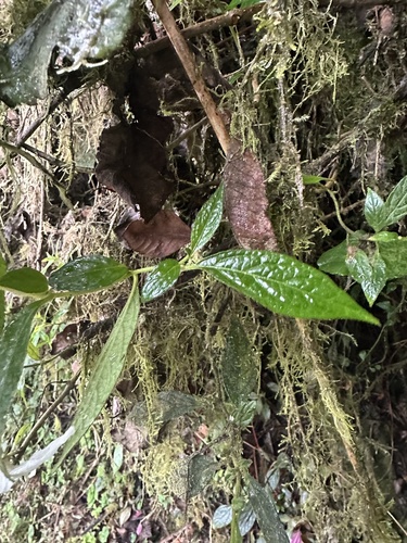 Lycianthes acutifolia, photograph 2