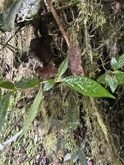 (c) Nicolás Baresch Uribe, some rights reserved (CC BY) Lycianthes acutifolia, photograph (c) Nicolás Baresch Uribe, some rights reserved (CC BY)