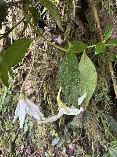 Lycianthes acutifolia, photograph 3
