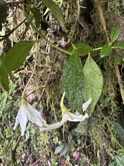 (c) Nicolás Baresch Uribe, some rights reserved (CC BY) Lycianthes acutifolia, photograph (c) Nicolás Baresch Uribe, some rights reserved (CC BY)