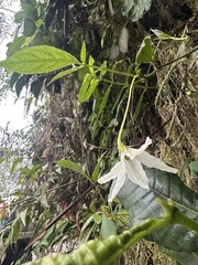 (c) Nicolás Baresch Uribe, some rights reserved (CC BY) Lycianthes acutifolia, photograph (c) Nicolás Baresch Uribe, some rights reserved (CC BY)