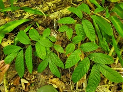 Swietenia macrophylla