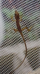 Anolis semilineatus