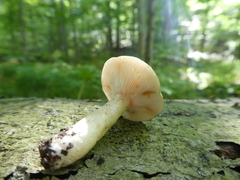 Lactarius cinereus