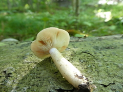 Lactarius cinereus