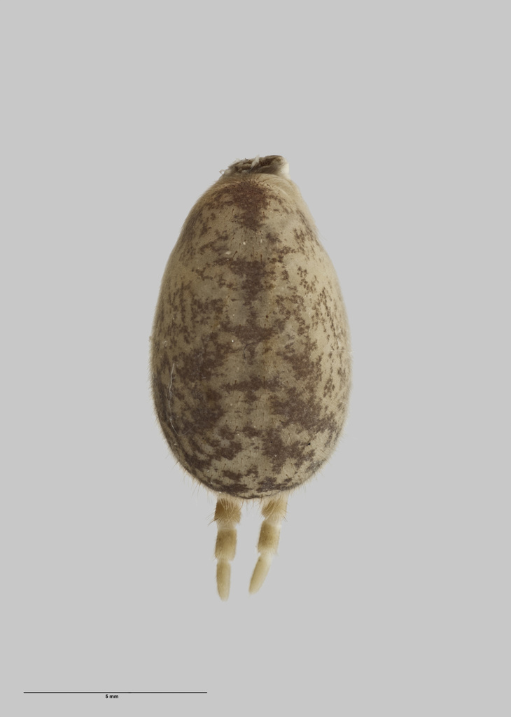 Stanwellia taranga