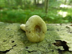 Lactarius cinereus