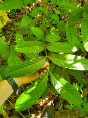 Swietenia macrophylla