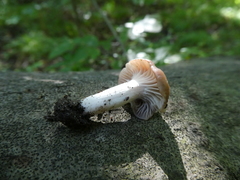 Cuphophyllus colemannianus