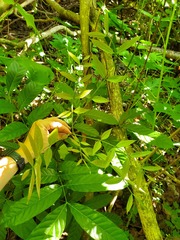 Swietenia macrophylla