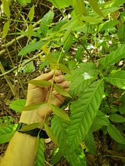 Swietenia macrophylla