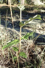 Asclepias hypoleuca