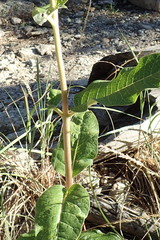 Asclepias hypoleuca