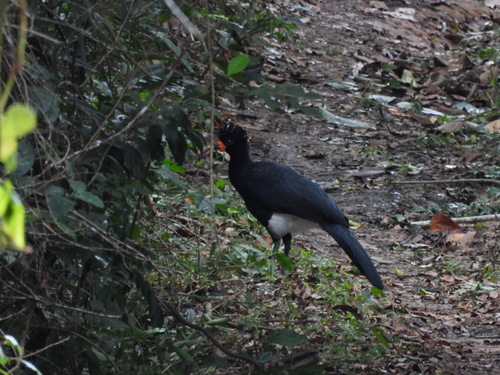 Red-billed Curassow