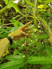Swietenia macrophylla