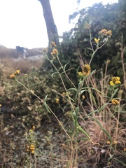 Helianthus porteri