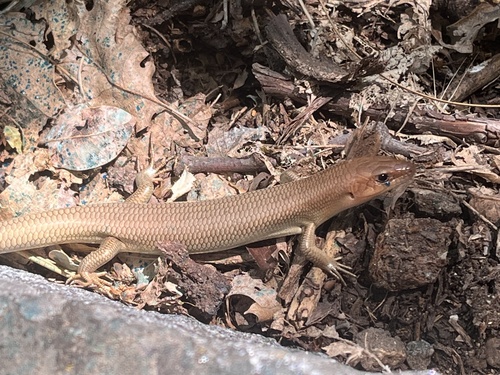 iNaturalist observation photo of Gilbert's Skink
