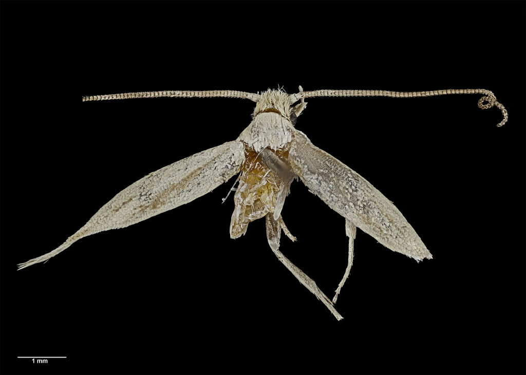 Proterodesma