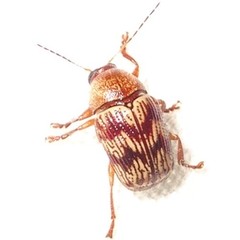 Cryptocephalus implacidus