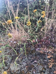 Helianthus porteri