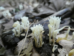 Clavulinopsis corniculata