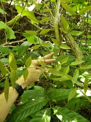 Swietenia macrophylla