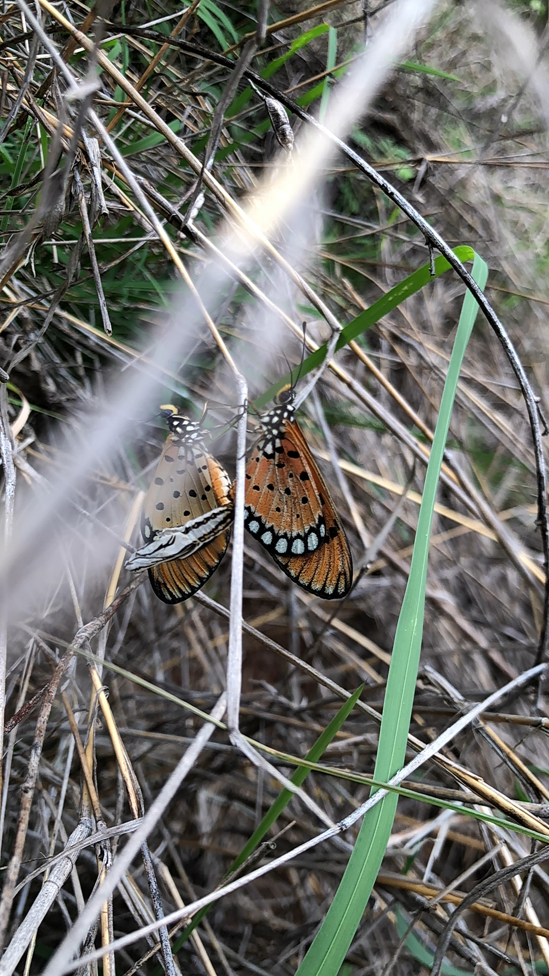 Tawny Coster