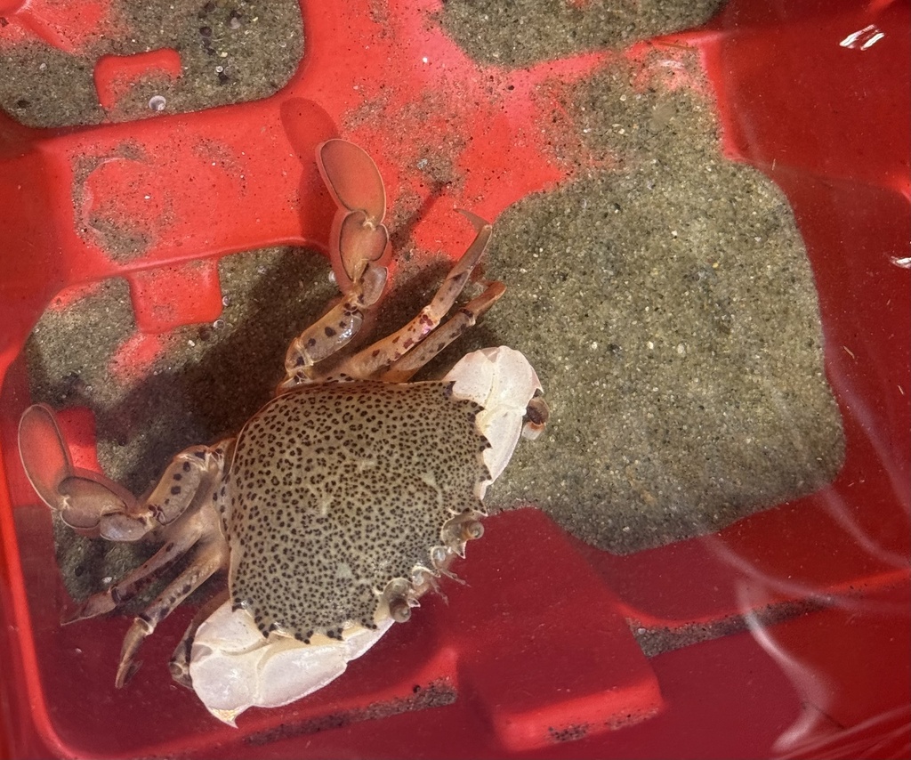 Photo of a Ocellate Lady Crab